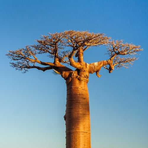 Baobab Oil (Adansonia Digitata)