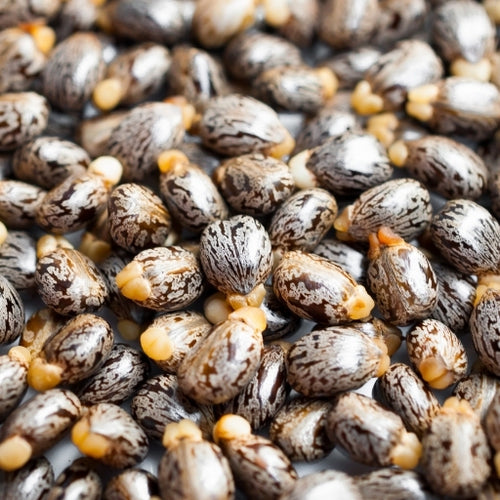 Castor Oil (Ricinus Communis)